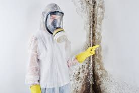 Best Mold Damage Restoration in USA